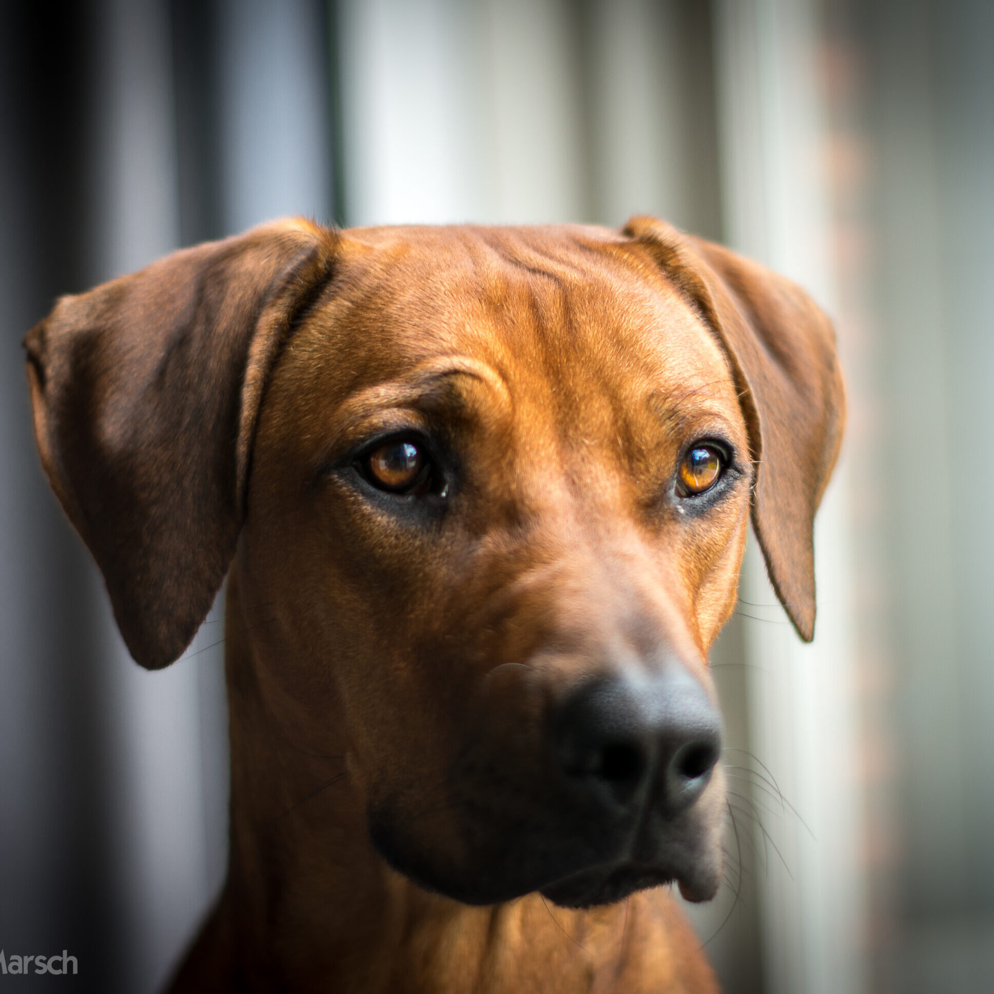 20190412-MJA_4165